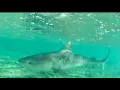 2m Tiger Shark Red Sea Marsa Alam Egypt Tauchen Rotes Meer Agypten