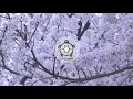 JON VINYL - Cherry Blossom