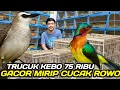 Lagu GILA TRUCUK KEBO GACOR HARGA 75 RIBU RASA CUCAK ROWO HARGA JUTAAN HARI INI DIKIOS PASAR PRAMUKA
