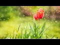 Tuwing Umuulan Lyrics - Moira Dela Torre