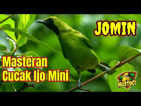 Masteran Cucak Ijo Mini Jomin Mustoci
