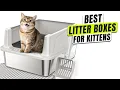 3 BEST Litter Box for Kittens