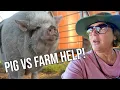 Download Lagu Our Pig Just Attacked Our Farm Help!