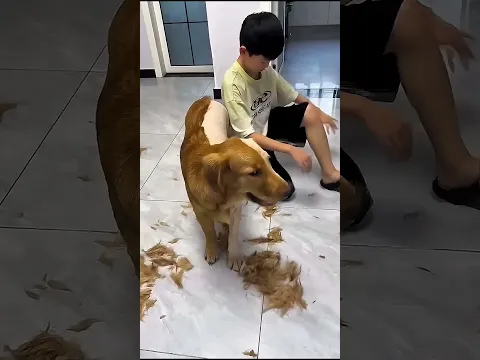 What did the boy do with the dog