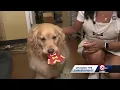 Kansas City s Three Dog Bakery offering special Chiefs-themed treats for four-legged friends