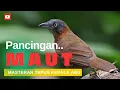 Download Lagu MASTERAN BURUNG TEPUS KEPALA ABU