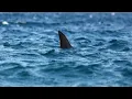 The Sydney Shark Attack The Most Infamous Shark Attack of Recent Times