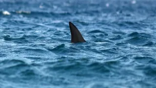 the sydney shark attack the most infamous shark attack of recent times