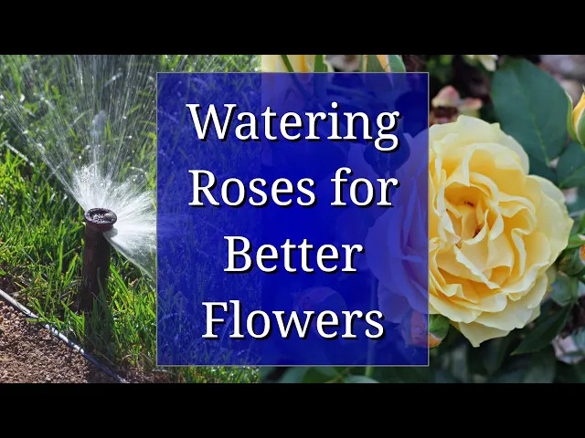 Water System For Roses Watering Roses for Better Flowers