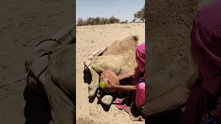 لما السائق قال  الباب خربان  ادخلي من الشباك   دندنها