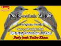 Download Lagu Suara Burung Kancilan Bakau gacor jernih bersautan sangat ampuh untuk pancingan bunyu dan masteran