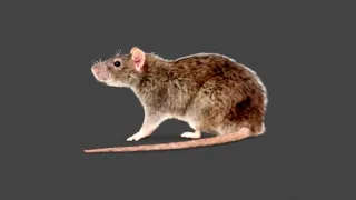 Horizontally Spinning Two Dimensional Rat 