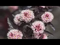 Shrubs and Perennials for MN Gardens