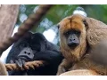 Hear a Howler Monkey Howl