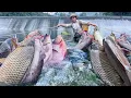 Lagu Traditional fishing skills - Single mother catches giant carp and catfish in clear stream