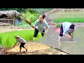 Download Lagu Rice Farming: “Rice Planting Journey: Weeding, Levee Building \u0026 Paddy Transplanting”