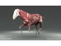 Lagu Weta Digital Horse FEM Simulation