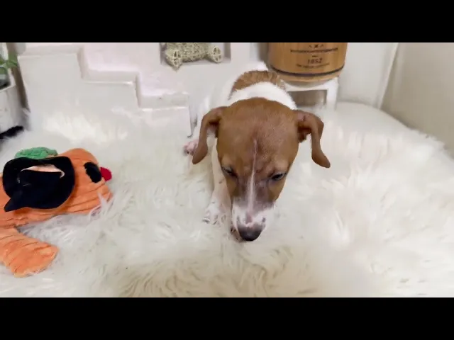 動画