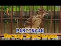 Download Lagu Pancingan Branjangan Agar Bunyi