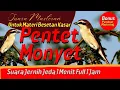 Download Lagu Masteran Pentet Monyet jernih materi besetan kasar dan rapat