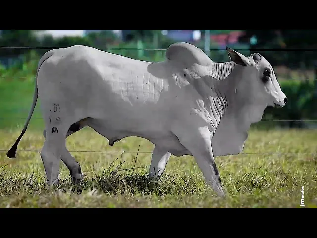 Touro Nelore FDY - 139