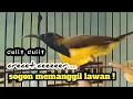 Lagu cuiit cuiit crecet cerrrrrr,,,,PANCINGAN AMPUH SOGON BAHAN AGAR CEPAT BUNYI - (di jamin nyaut)