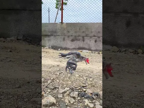 Monster से अब कैसे बचेगे 😨😱ll #shortsfeed #robot #vikassir #school #monster #thar #danger #shorts
