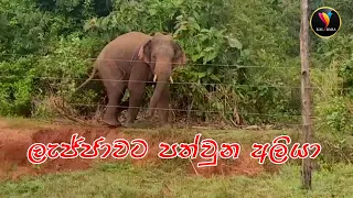 ලැජ්ජාවට පත්වුන අලියා _ The embarrassed elephant