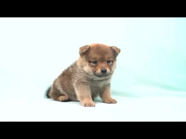 動画
