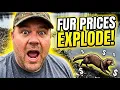 Rising Fur Prices being explained and what to expect