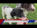 Mini-Schnauzers now up for adoption following rescue