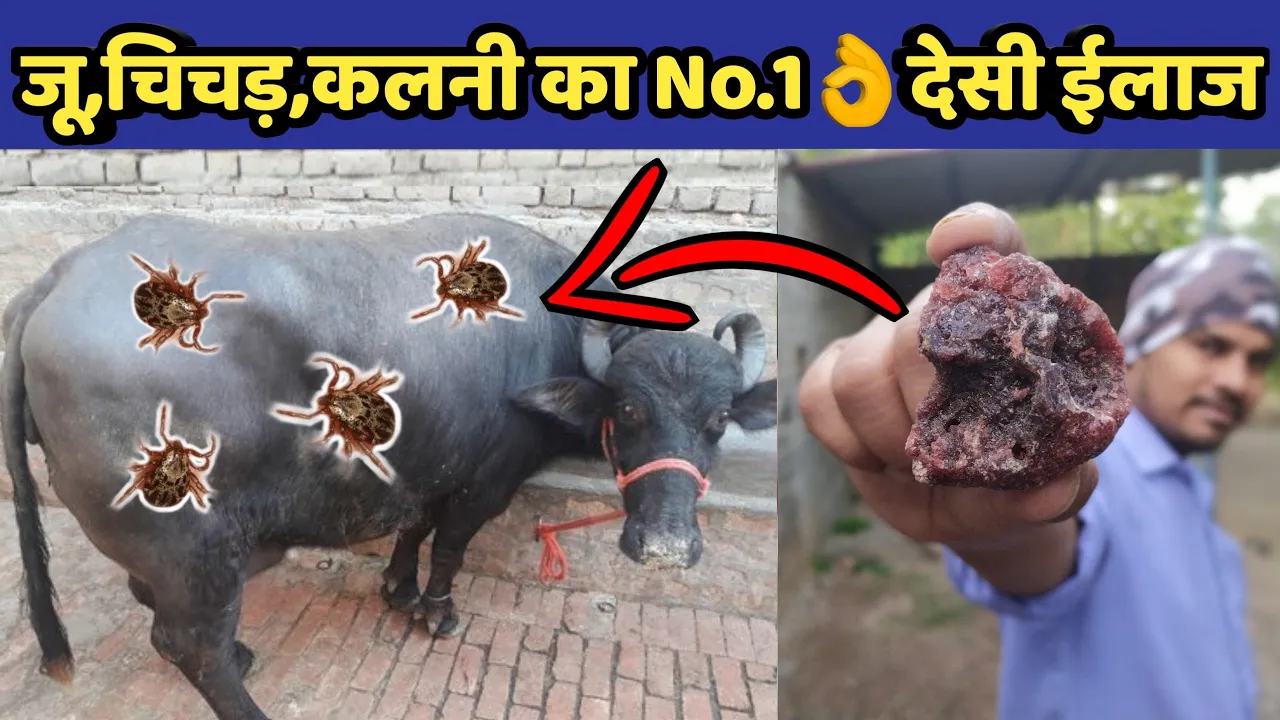 गाय/भैंस में जूॅ ,चिचडी,कलनी का देसी ईलाज|Ju,chichdi ka desi|How to remove ticks from cow/buffalo.