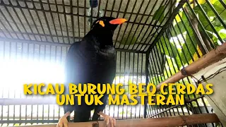 kicau burung beo cerdas cocok untuk masteran
