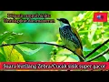Download Lagu Suara pikat ampuh kutilang zebra gacor/Cucak bersisik/Lincang macan/ampuh untuk pikat dan masteran