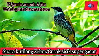 suara pikat ampuh kutilang zebra gacor cucak bersisik lincang macan ampuh untuk pikat dan masteran