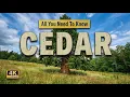 Cedar Tree All You Need To Know About