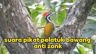  suara pikat pelatuk bawang jernih anti zonk dari jejak berburu borneo