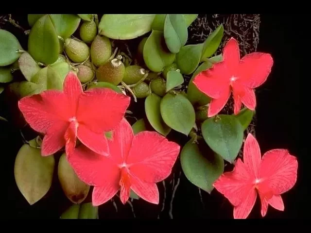 MINI ORQUÍDEA CATTLEYA SOPHRONITIS BREVIPEDUNCULATA ADULTA