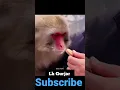 #LK gujjar #//🐒🐒monkey 😆😆funny //#short