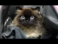 Download Lagu This is The Sweetest Most Placid Cat I've Ever Met 😍 | Himalayan