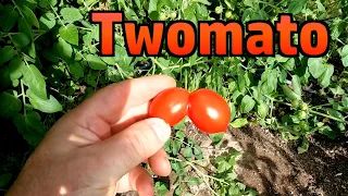 Random Stuff - Garden, Spain, Kites, Grapes, Eclipse, Comment Positivity, Tomatoes