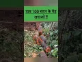 Download Lagu गरीबी अब और नहीं!chandan ki kheti, Sandalwood farming, #shorts #short lal Chandan ki kheti #viral