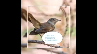 صوت الشحيم الزرادي الدخل حصري 