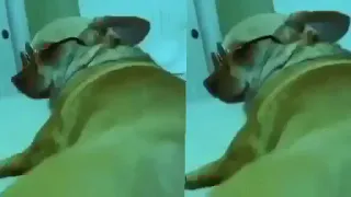 عاطف ياعاطف دندنها