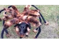 شائع على YouTube بولند