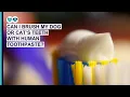 Can You Use Human Toothpaste on a Dog or Cat Pet Dental Care Series