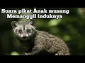 Download Lagu Suara pikat Anak musang memanggil induknya