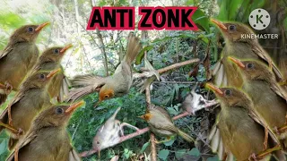 suara pikat prenjak anakan ribut dijamin auto poin 1 keluarga suara pikat terbaru 2026 anti zonk