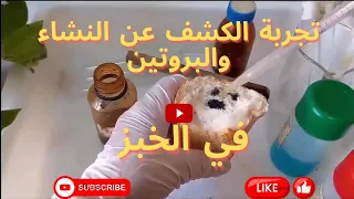 تجربة الكشف عن النشاء والبروتين في الخبز 