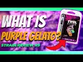 What is Purple Gelato Strain Review 9
